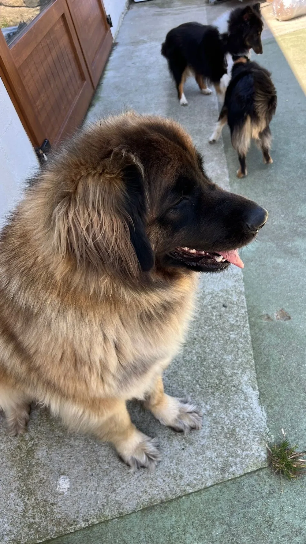 Della Rocha Residencia canina - Galicia pet otel görseli 2