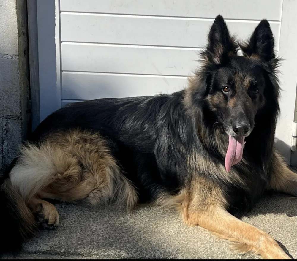 Della Rocha Residencia canina - Galicia pet otel görseli 3
