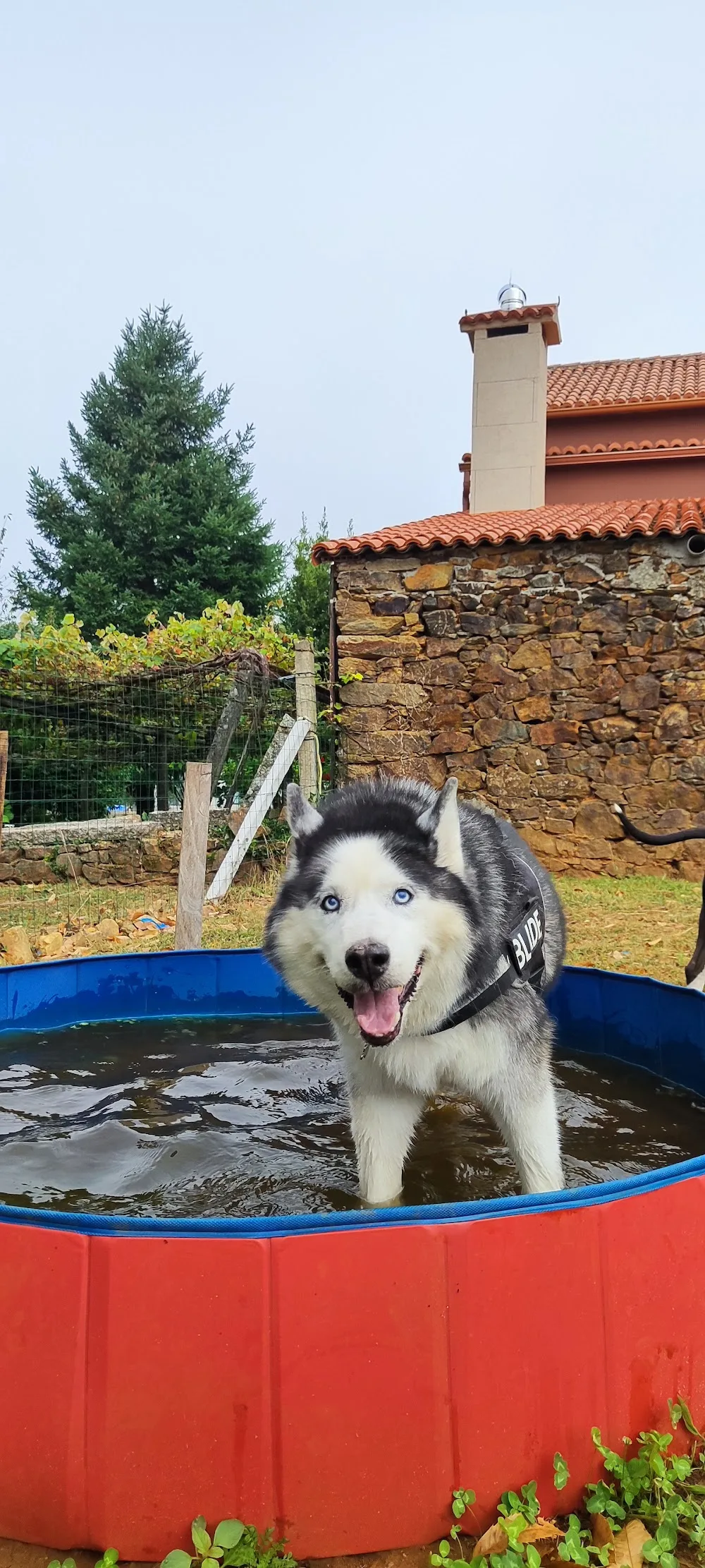 Guardería Aldrei - Galicia pet otel görseli 2