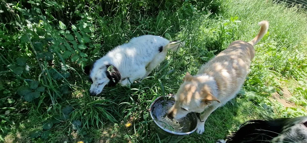 Hotel Canino A Raposeira 2 - Galicia pet otel görseli 3