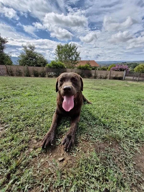 Hotel Canino Gardacan - Galicia pet otel görseli 3
