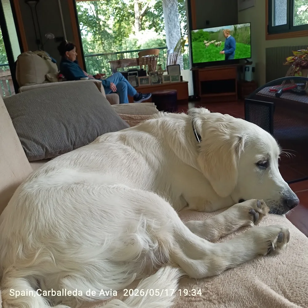 Hotel Canino Gardacan - Galicia pet otel görseli 5