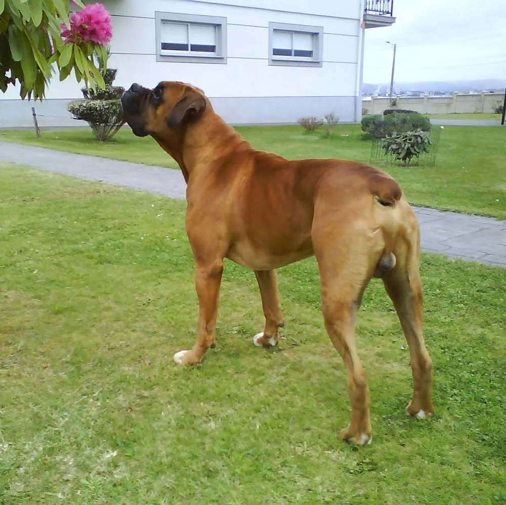 Hotel canino Villa Ana - Galicia pet otel görseli 4