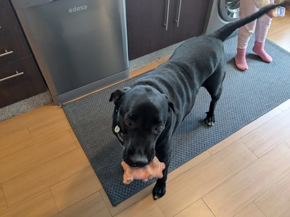 Hotel Complexo canino Gaia - Galicia pet otel görseli 3