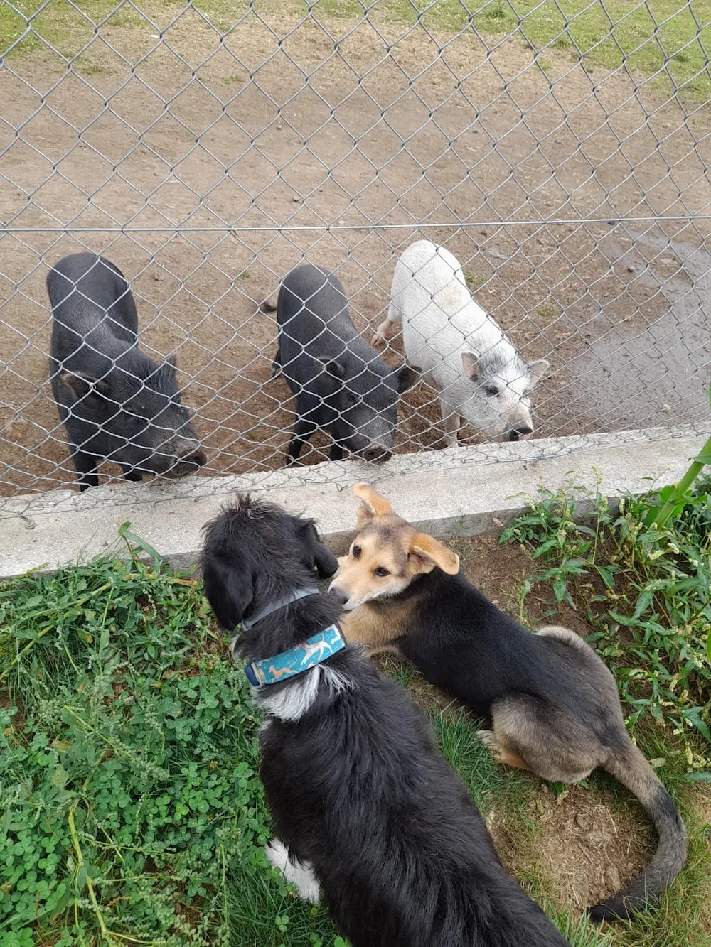 Luscofusco Residencia Canina - Galicia pet otel görseli 3