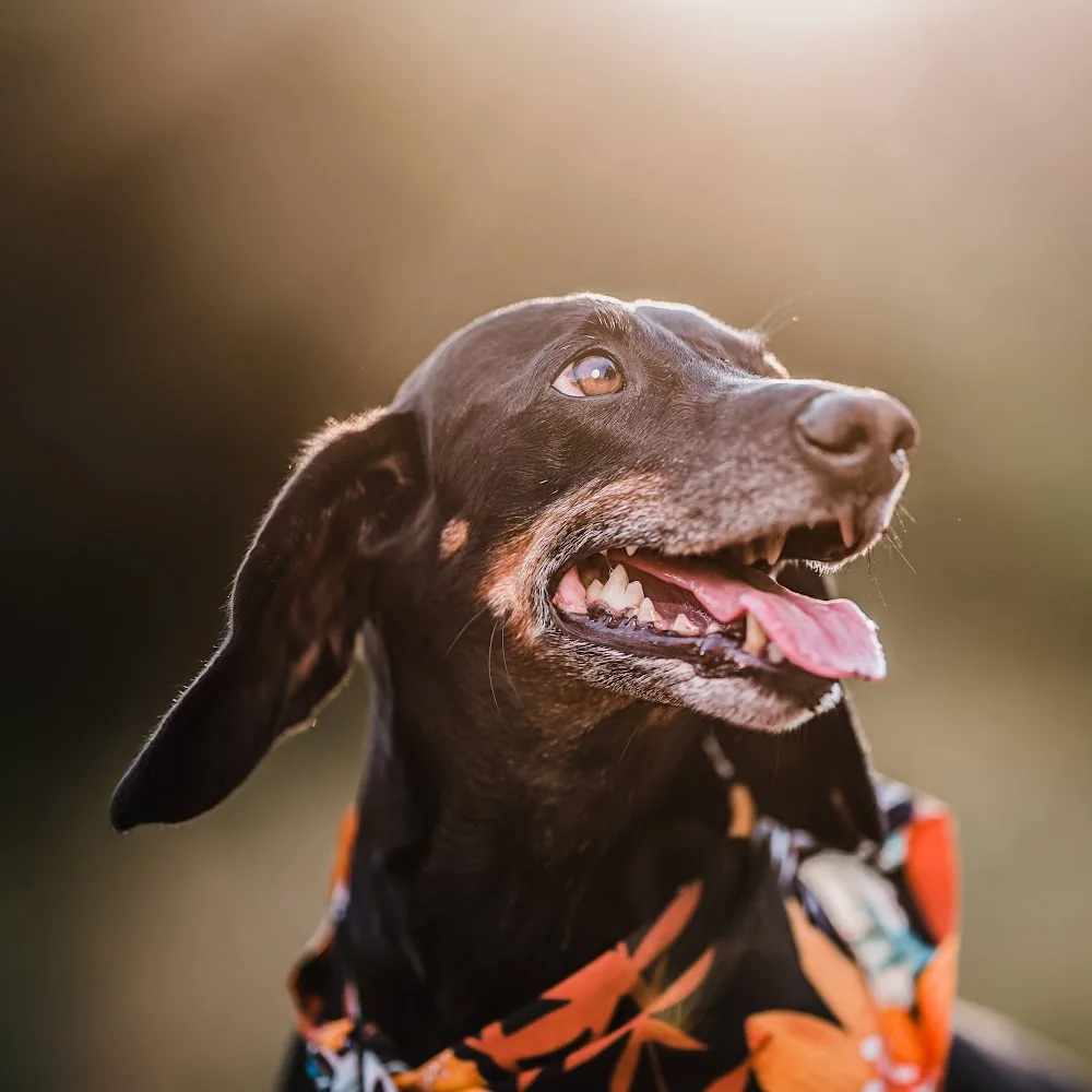 O Camiño Residencia De Mascotas - Galicia pet otel görseli 4