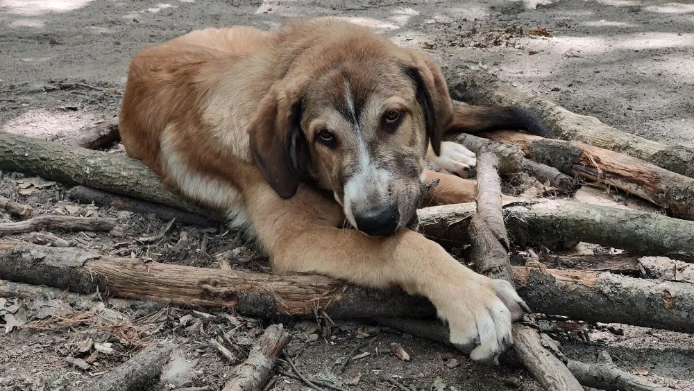 O Meu Caron - Club de campo para perros. Residencia Canina Sin Jaulas - Galicia pet otel görseli 3