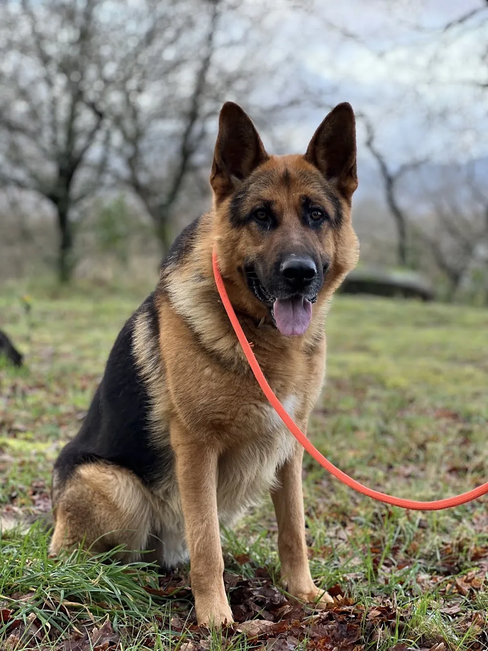 Ramalladas hotel y educación canina - Galicia pet otel görseli 4