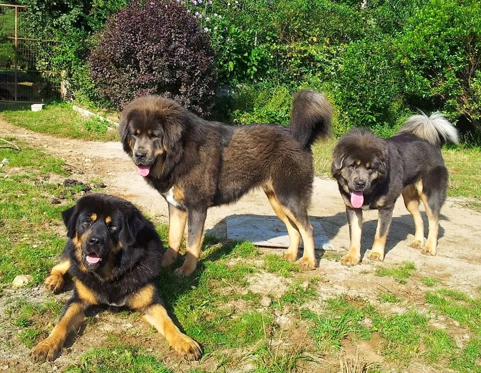 Residencia Canina Amarok - Galicia pet otel