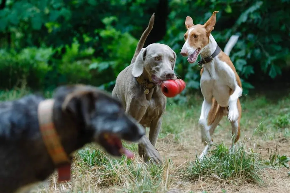 Residencia Canina Amarok - Galicia pet otel görseli 3