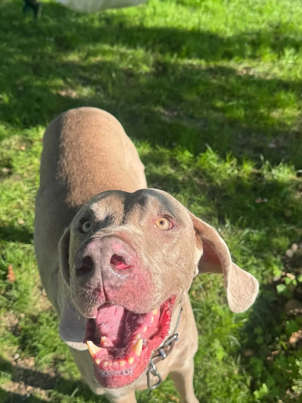 Residencia canina & Centro de cría "CANS DO CASTRO" - Galicia pet otel görseli 3