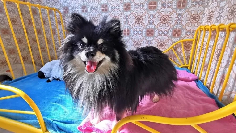 Residencia Canina El Bosque - Galicia pet otel görseli 2