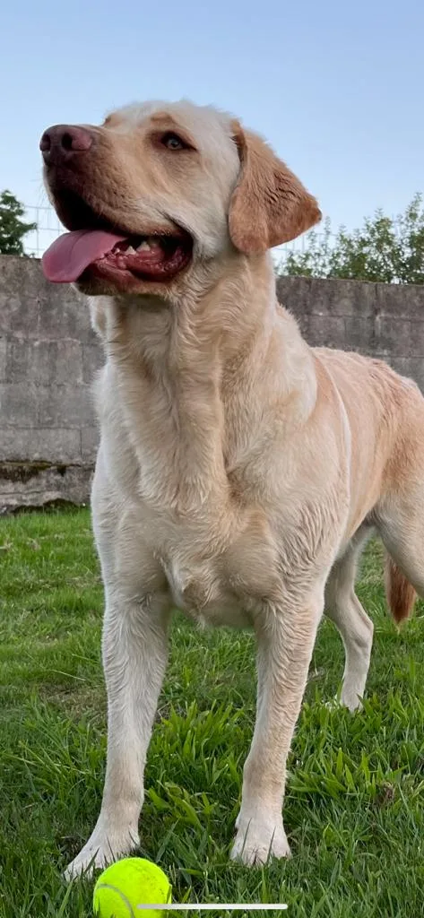 Residencia canina Lar do belelle - Galicia pet otel görseli 3