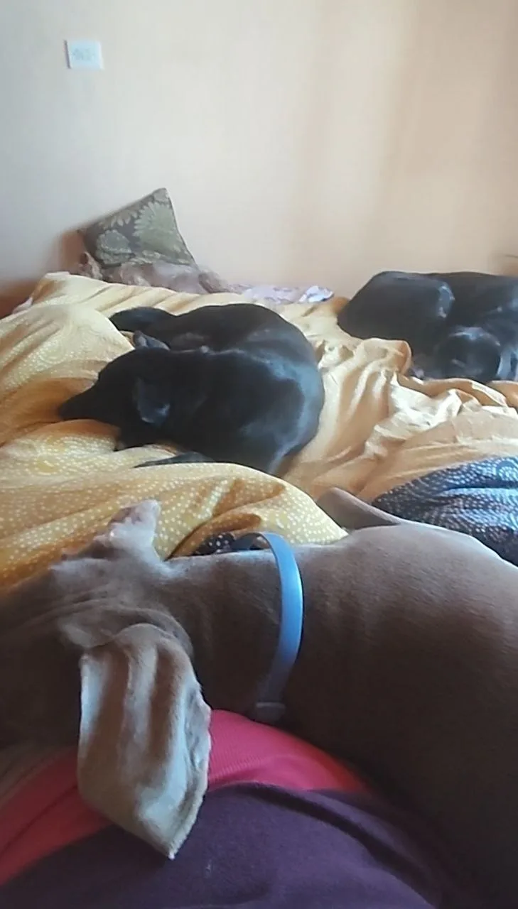 Residencia Canina Villa Eva - Galicia pet otel