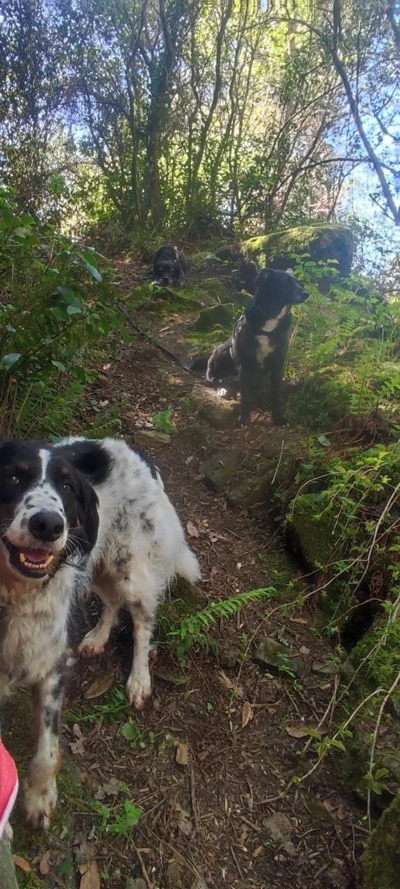 Residencia Canina Villa Eva - Galicia pet otel görseli 3