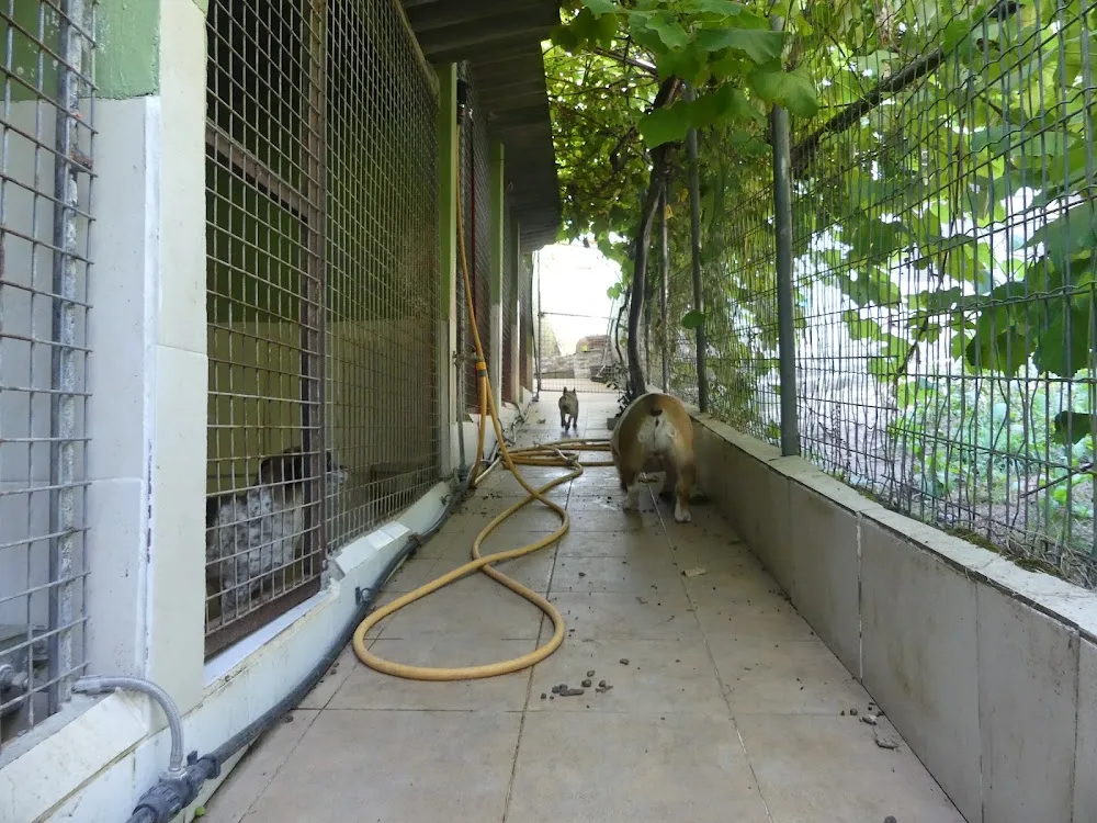 Residencia canina y felina Catro Patas - Galicia pet otel görseli 3