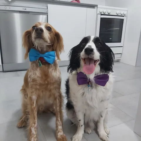 Residencia canina y felina Catro Patas - Galicia pet otel görseli 4