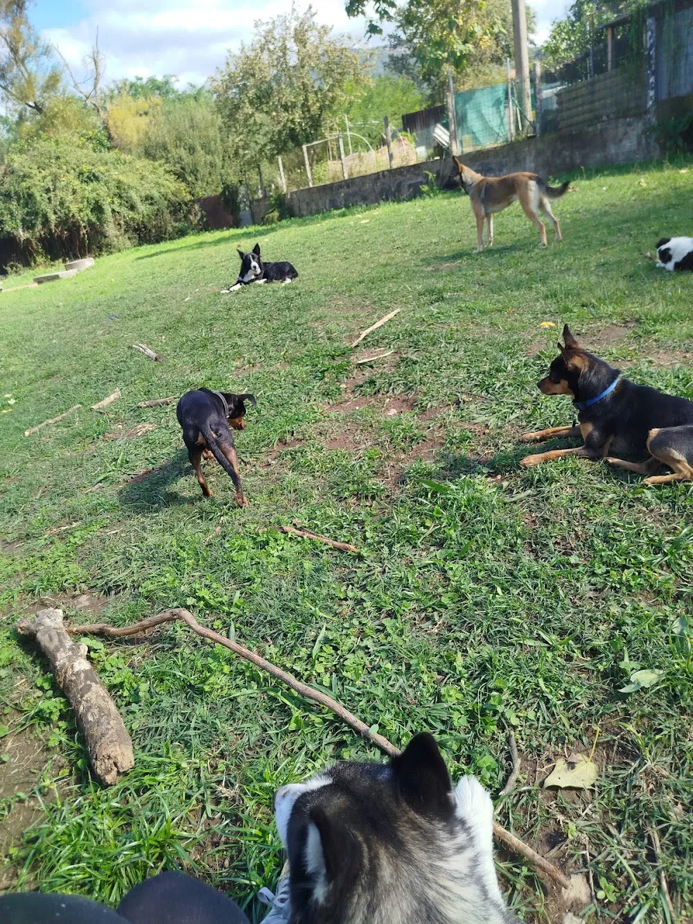 The Wolf Camp - Galicia pet otel görseli 3