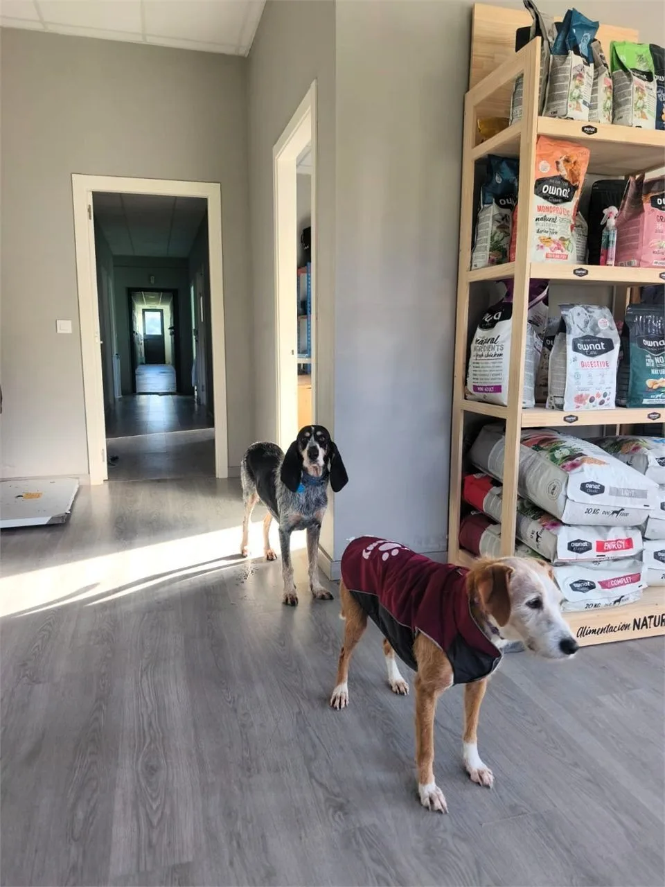 Villa Mai - Hotel Canino y Felino - Galicia pet otel görseli 3