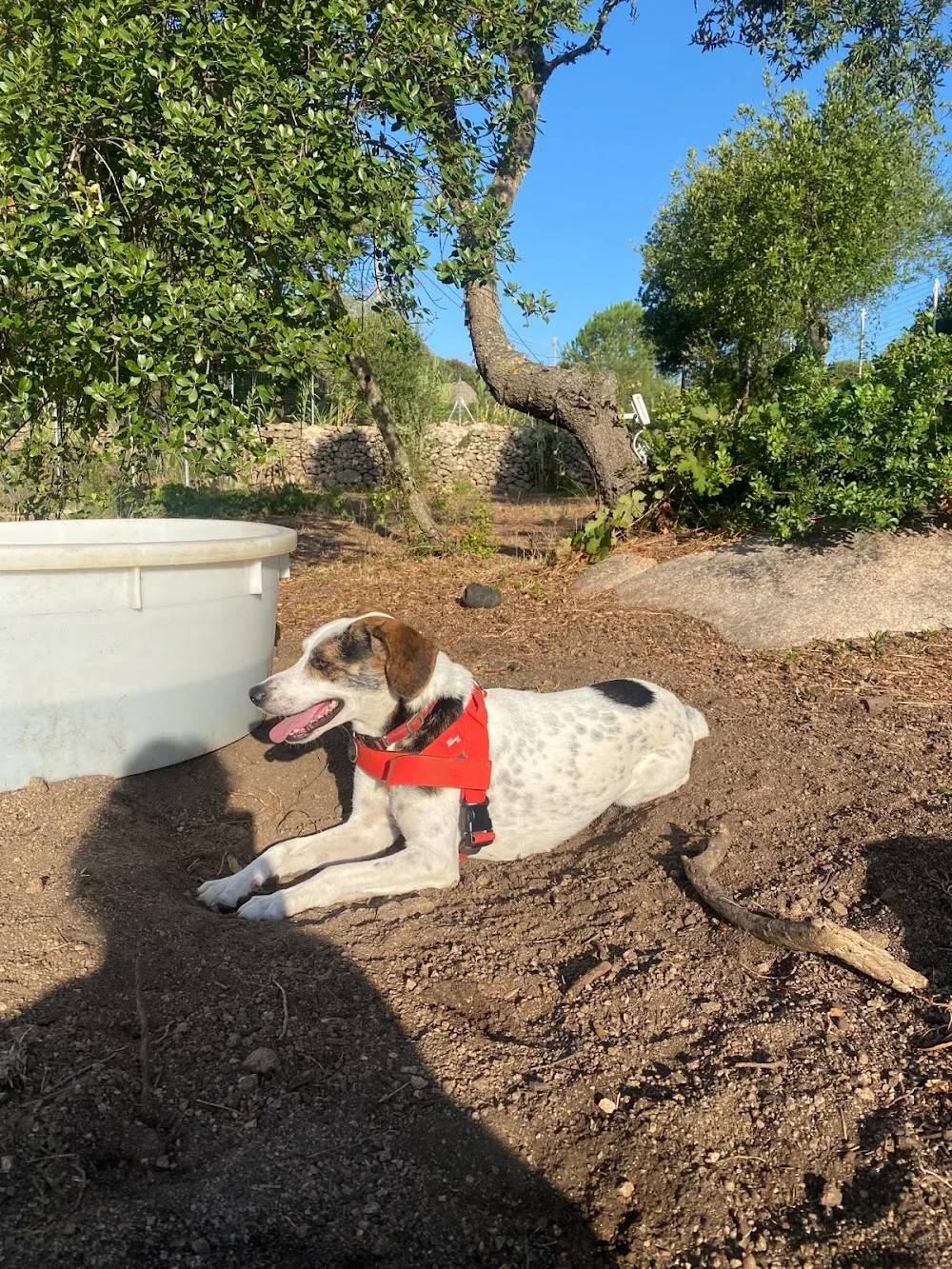 Asilo e pensione per cani Canenero - Gallura Nord-Est Sardegna pet otel görseli 3