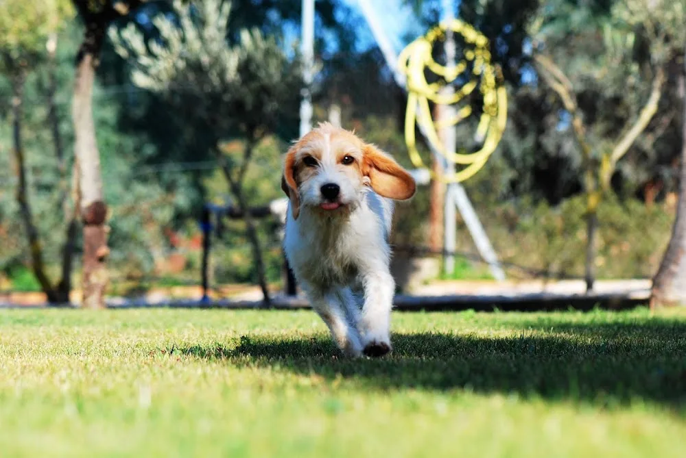 Canile Dog Hotel Park - Gallura Nord-Est Sardegna pet otel görseli 3
