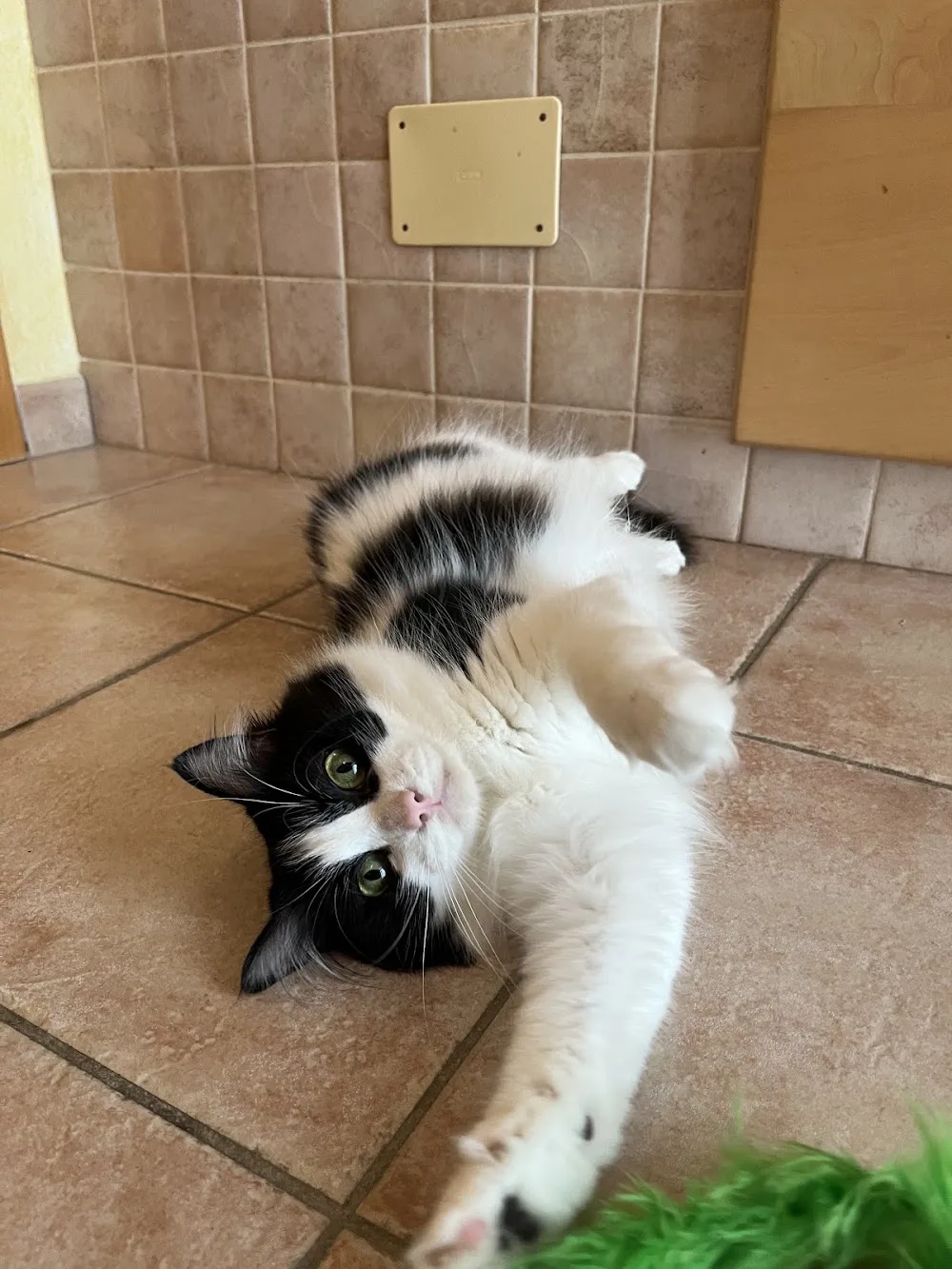 MUSSsitting - Cat Sitter a domicilio - Gallura Nord-Est Sardegna pet otel