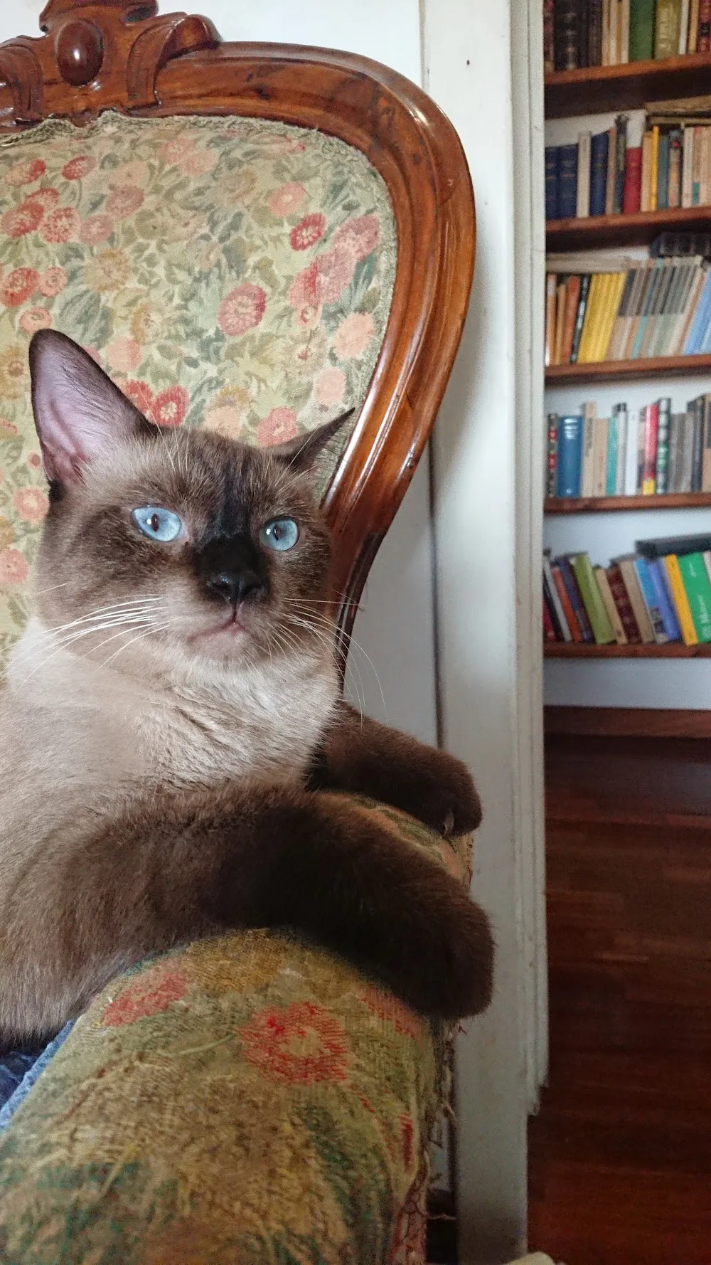 MUSSsitting - Cat Sitter a domicilio - Gallura Nord-Est Sardegna pet otel görseli 3