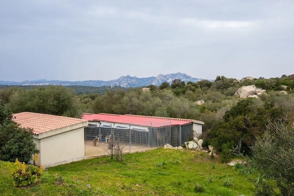 Pensione cani ruga In sardegna di claudia bove - Gallura Nord-Est Sardegna pet otel görseli 3