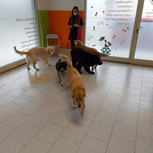 Prenda 'e Oro di Silvia Caria Olbia - pensione per cani - toelettatura - educatore cinofilo - Pet therapy (I.A.A.) - Gallura Nord-Est Sardegna pet otel görseli 3