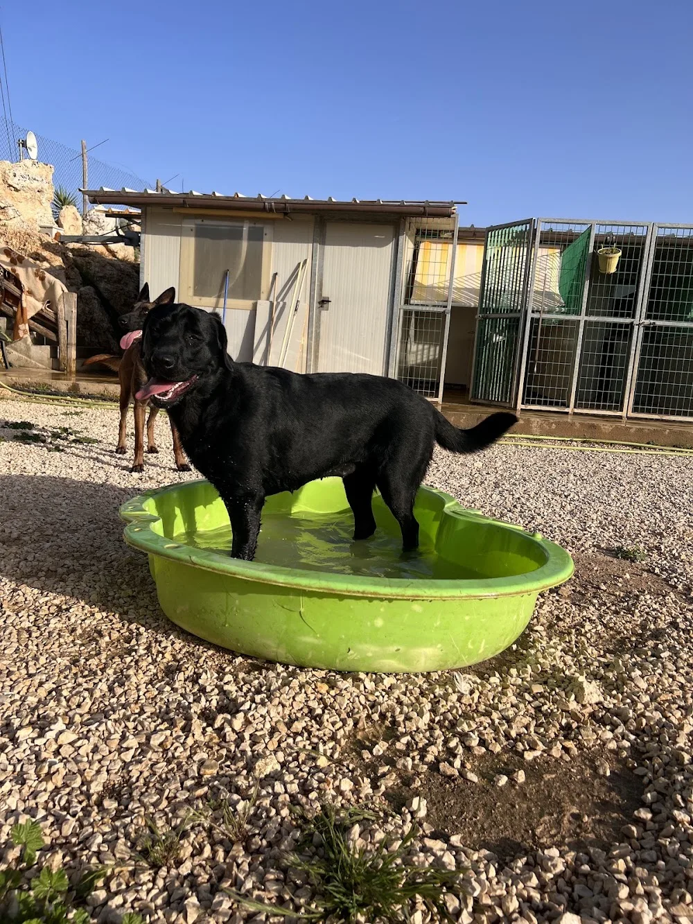Resort Taxi Dog - Gallura Nord-Est Sardegna pet otel