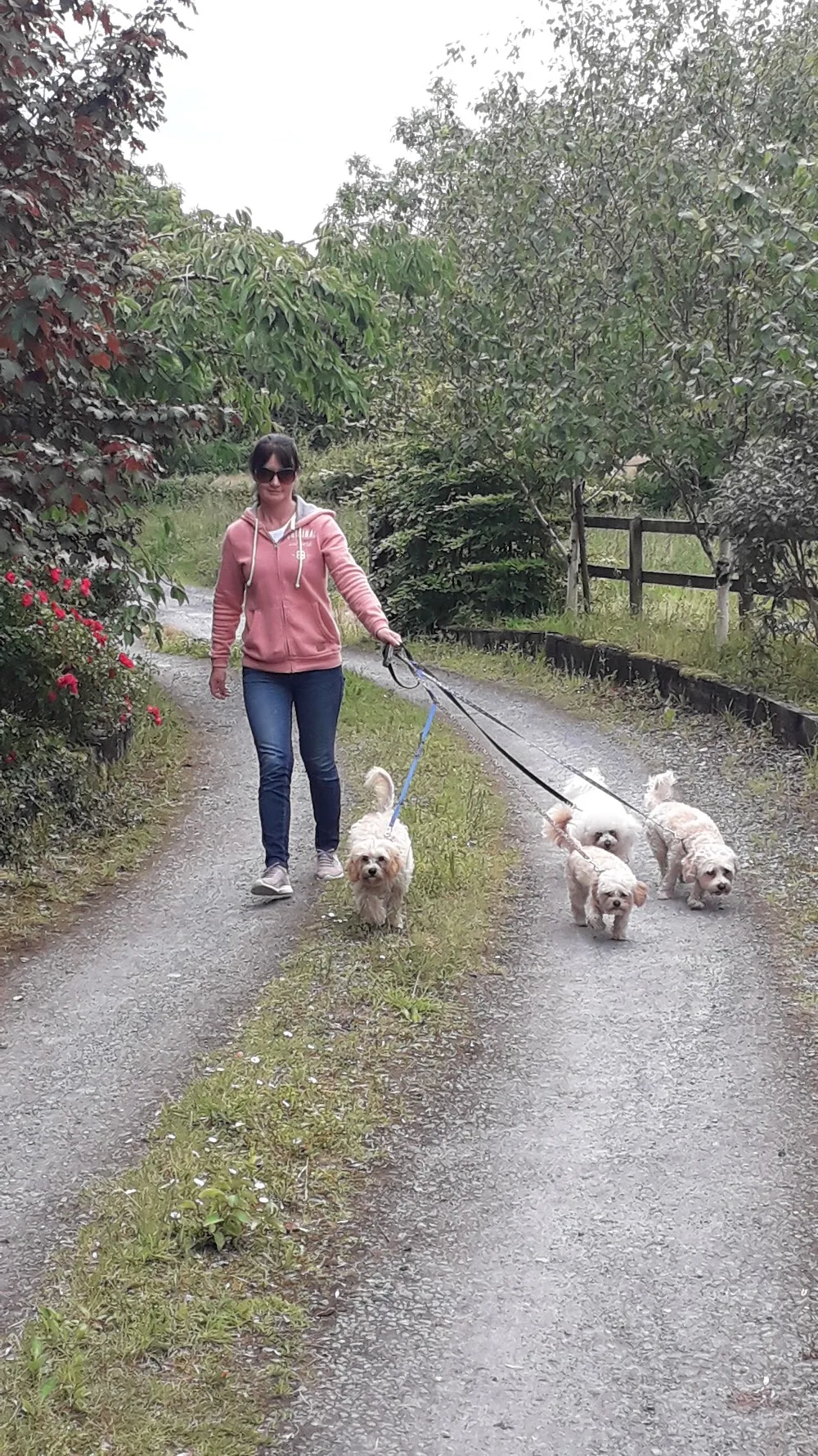 All Paws Pet Service Oranmore - Galway pet otel görseli 3