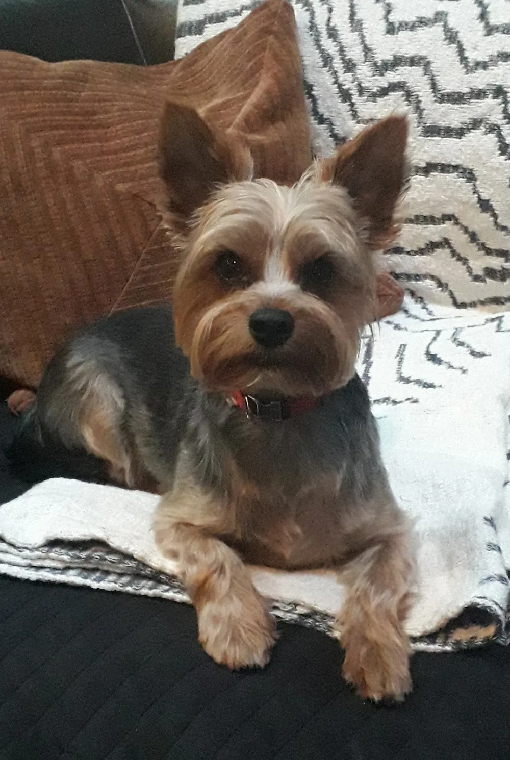 All Paws Pet Service Oranmore - Galway pet otel görseli 6