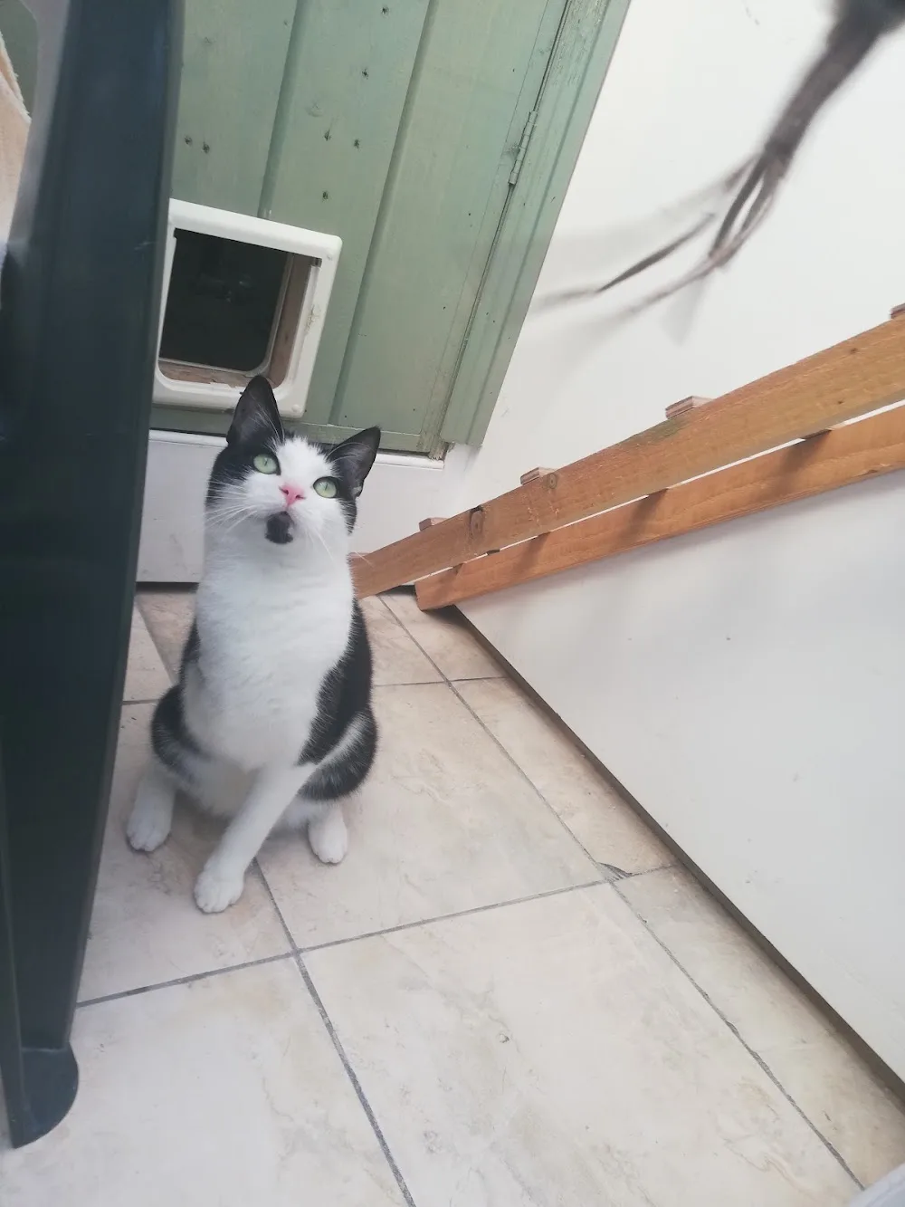 Barna Cattery - Galway pet otel