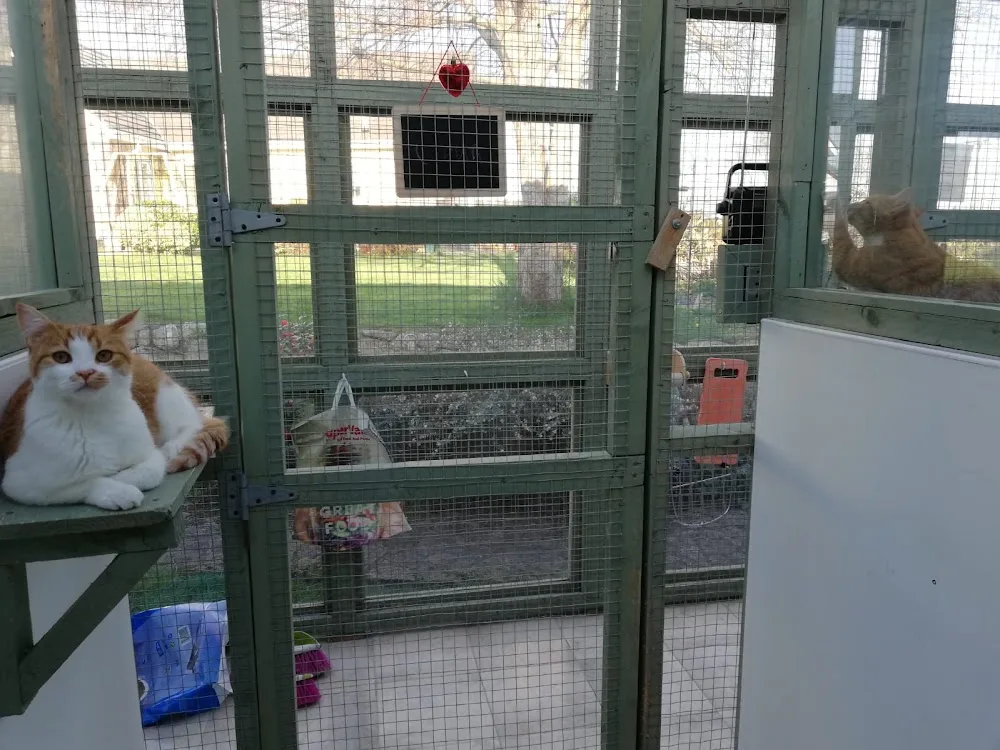 Barna Cattery - Galway pet otel görseli 3