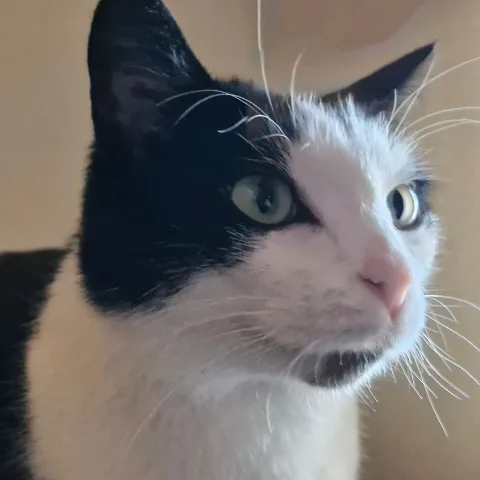 Barna Cattery - Galway pet otel görseli 8