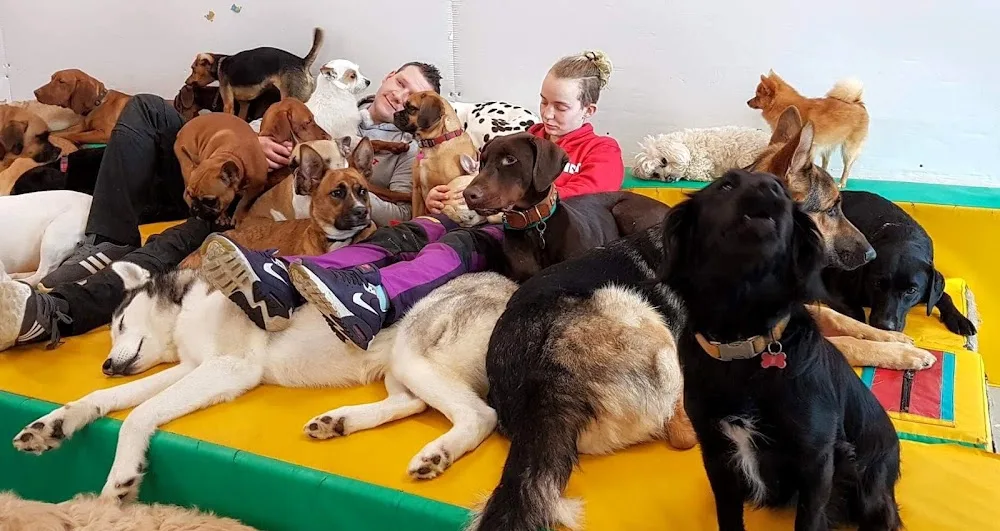 Bremeny School for Dogs - Galway pet otel görseli 2