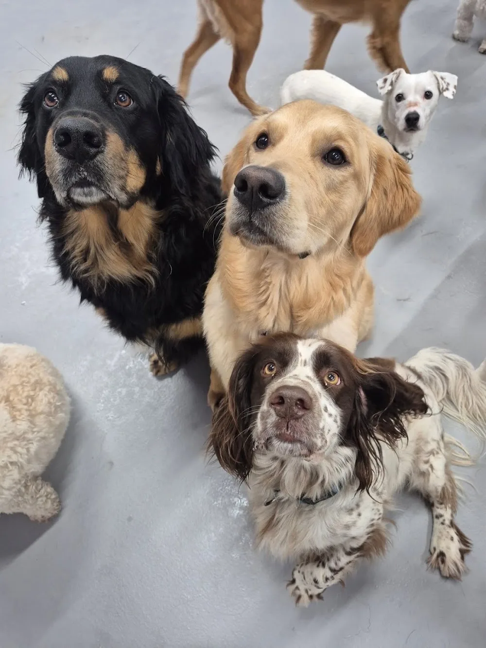 Bremeny School for Dogs - Galway pet otel görseli 3