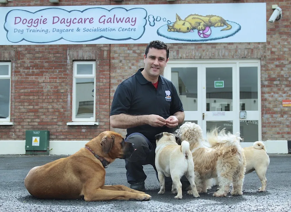 Doggie Daycare Galway - Galway pet otel görseli 6
