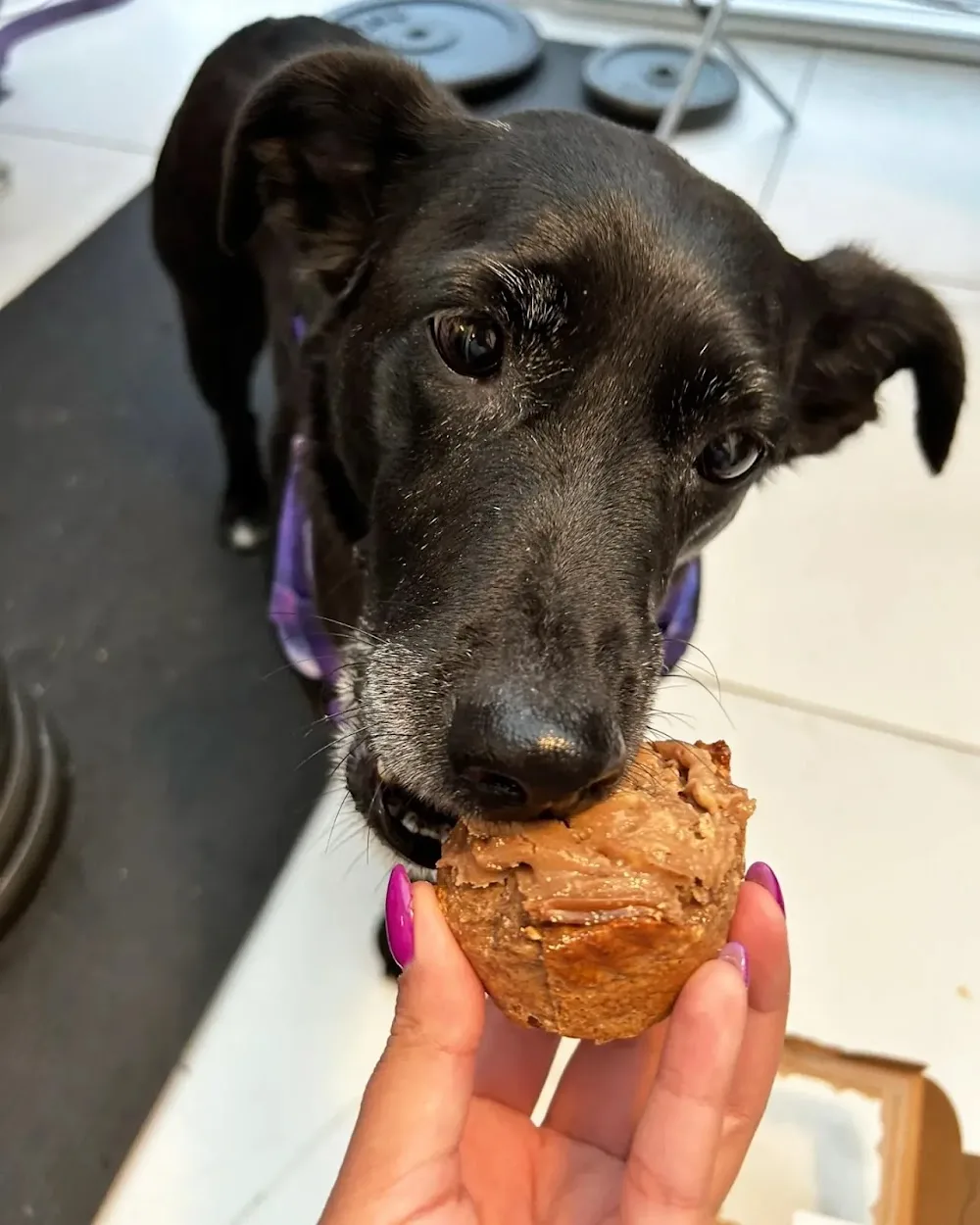 PawTastiCare - Galway pet otel