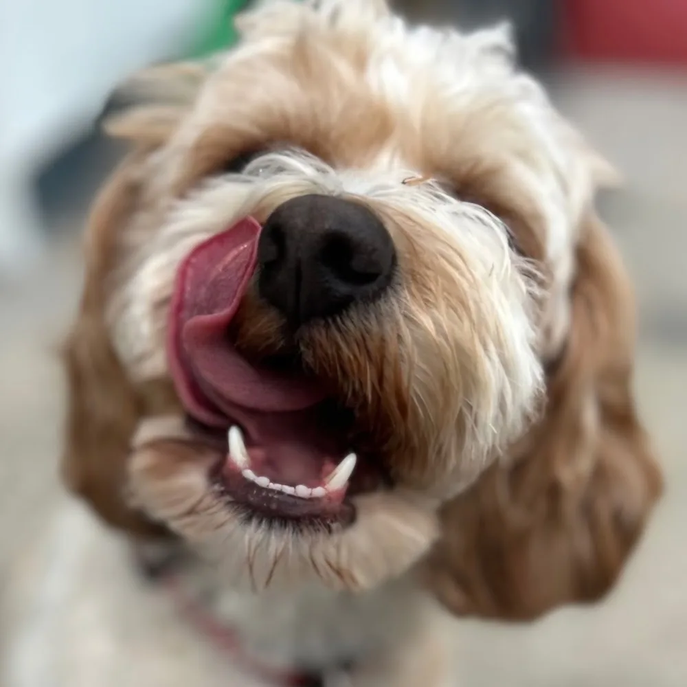 PawTastiCare - Galway pet otel görseli 3