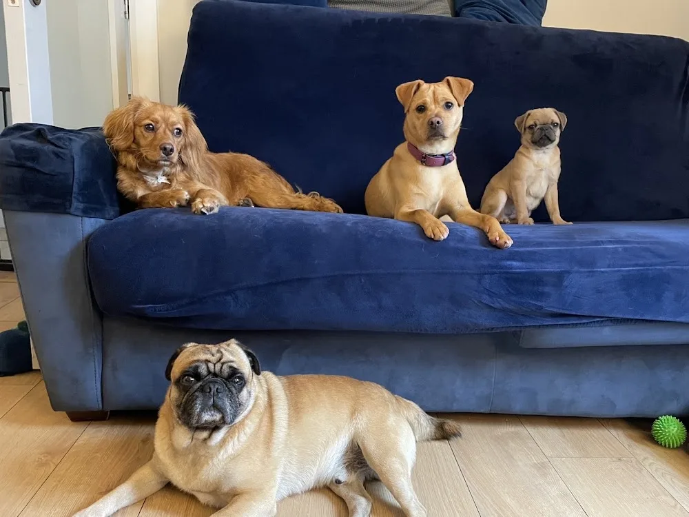 Zumi Petcare Galway City - Galway pet otel