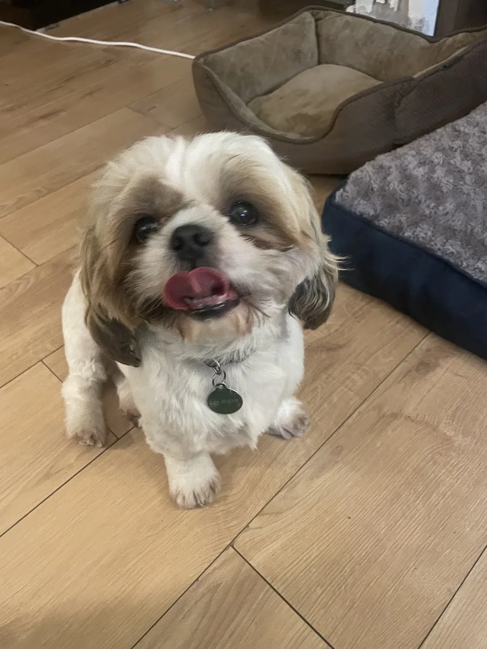 Zumi Petcare Galway City - Galway pet otel görseli 3
