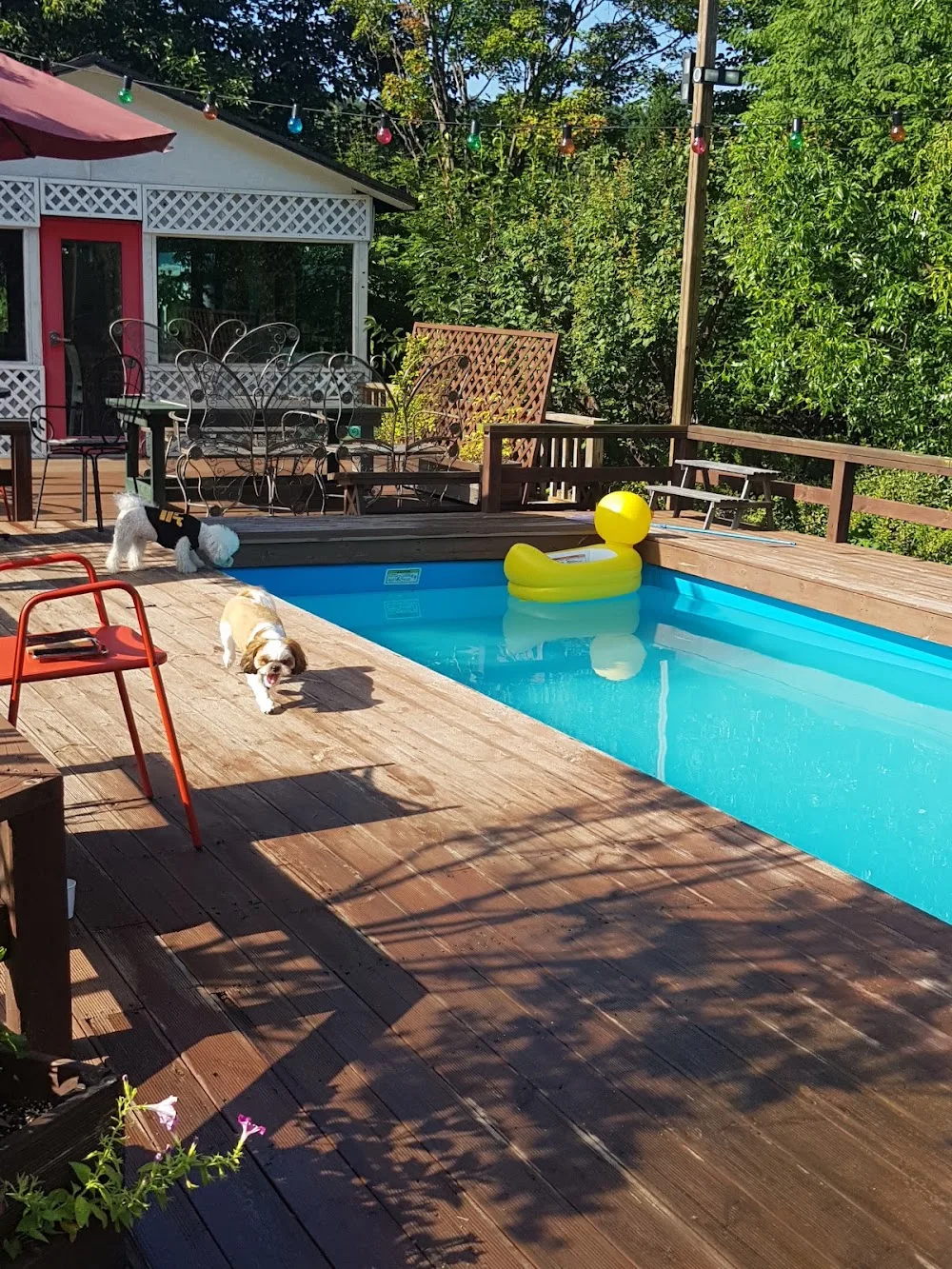 Yangyang Happyplace pet Resort Pension - Gangwon pet otel görseli 3