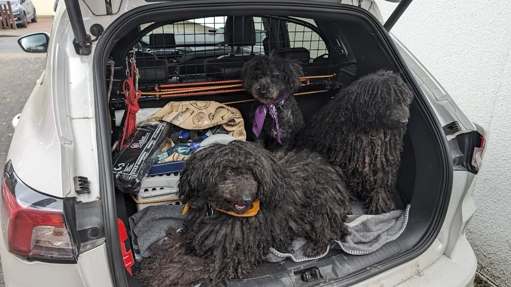Hundepension - Garbsen pet otel görseli 6