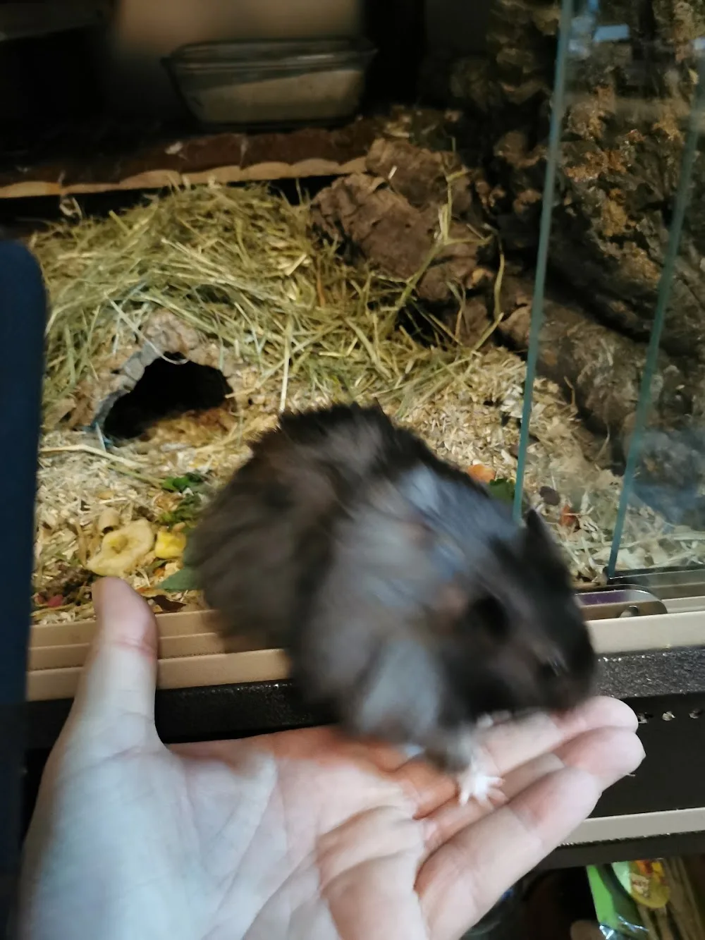 Katzenbetreuung-Laatzen - Garbsen pet otel görseli 10