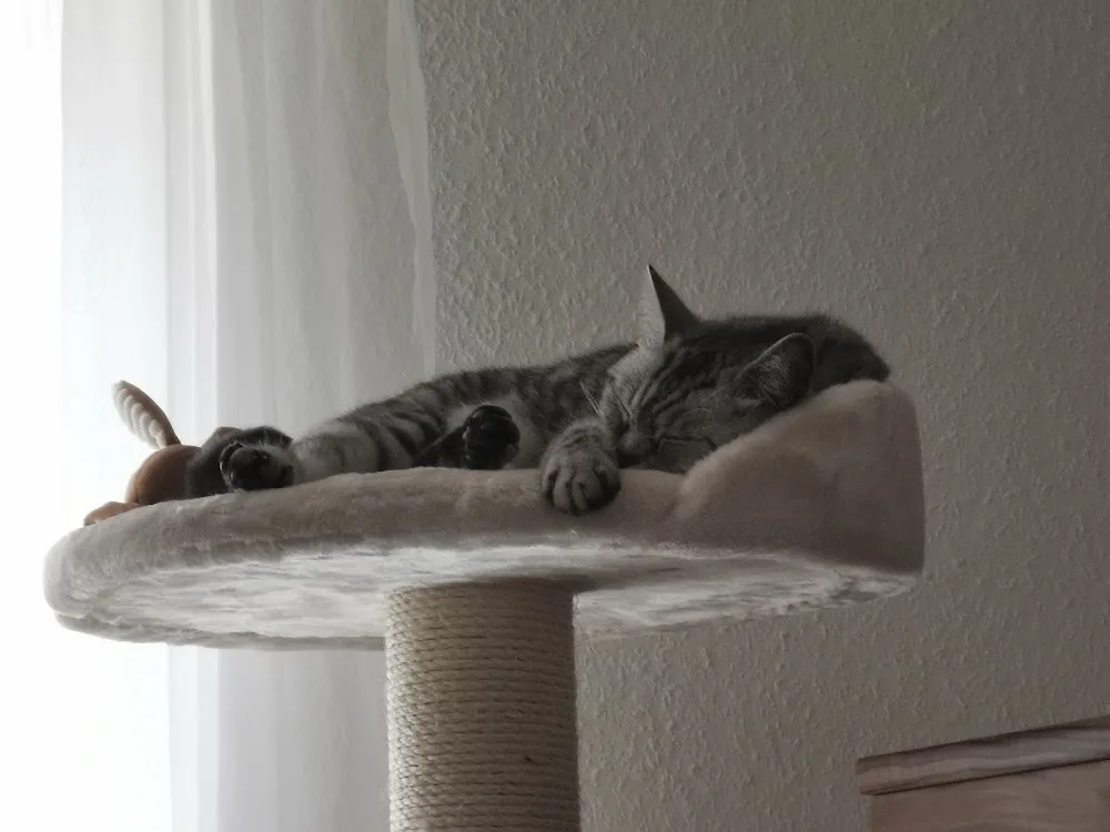 Katzenbetreuung-Laatzen - Garbsen pet otel görseli 11