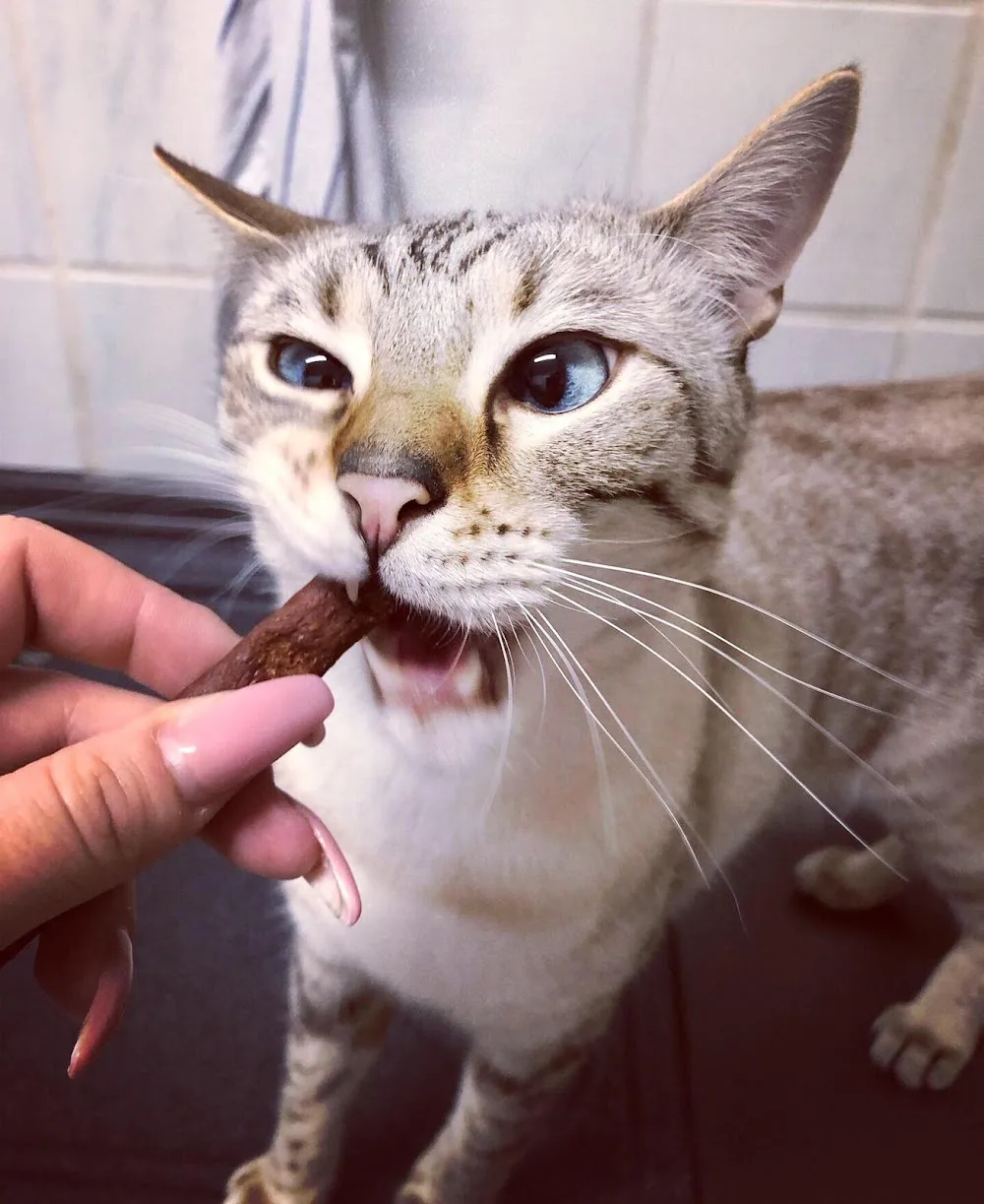 MAKISA Haustierservice, Katzenbetreuung, Tierbetreuung - Garbsen pet otel görseli 3