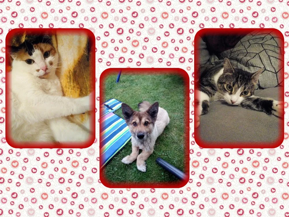 Mobile Katzenbetreuung Günther - Garbsen pet otel görseli 5