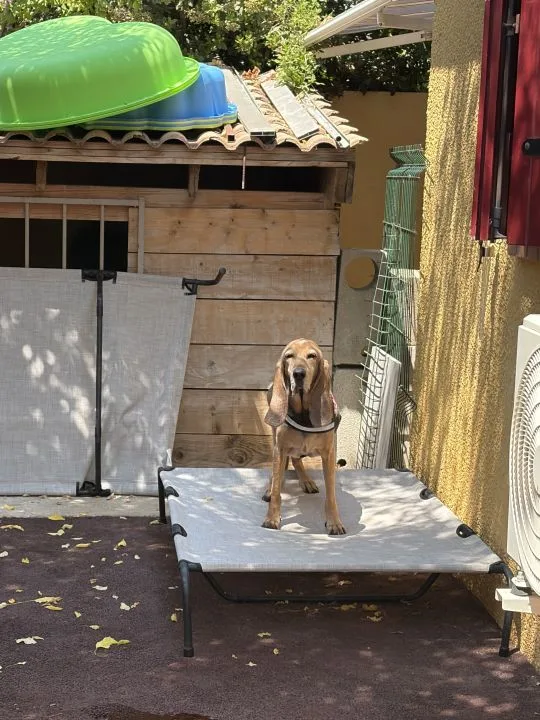 Animo’Nim - Gard pet otel