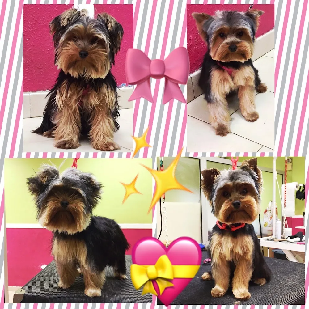Aux4Pat Toilettage et Pension Canine - Gard pet otel görseli 3